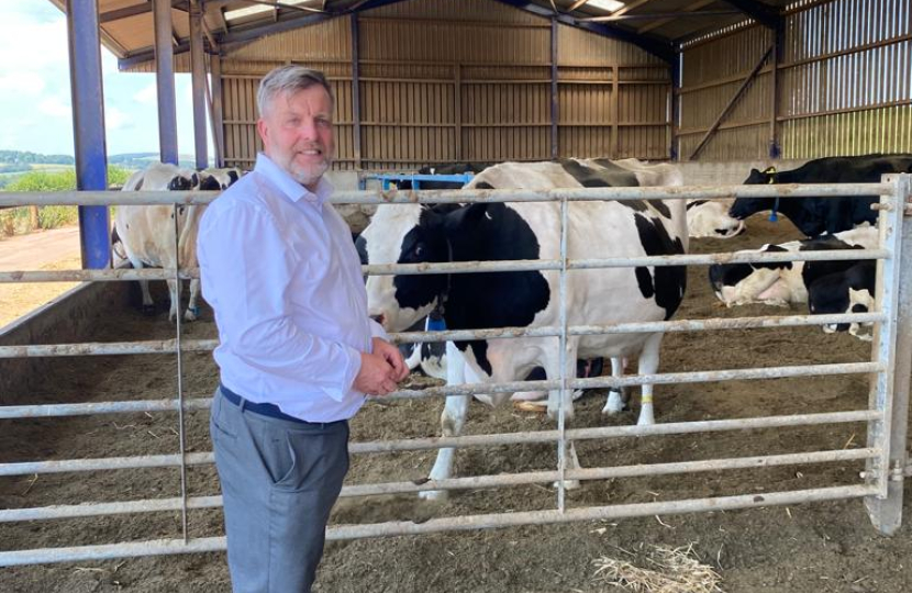 Finlay with cows 